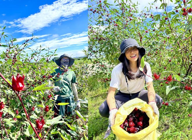 Jannes & Shiwen harvesting Roselle